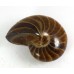 Polished Nautilus Fossil from Madagascar