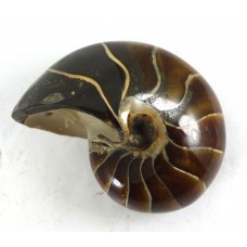 Nautilus Fossil Madagascar Polished
