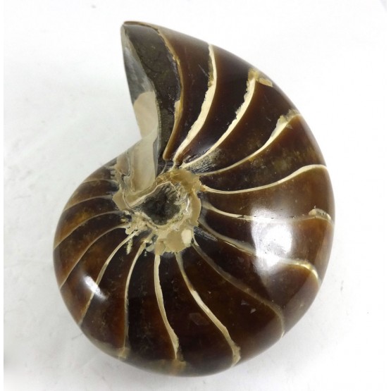 Polished Nautilus Fossil Madagascar