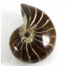 Polished Nautilus Fossil Madagascar