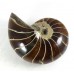 Polished Nautilus Fossil Madagascar