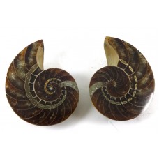 Nautilus Pair all Polished