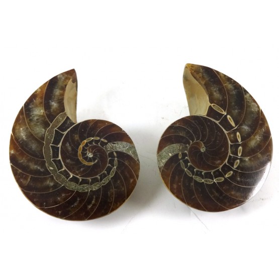 Nautilus Pair all Polished