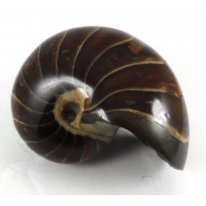 Nautilus all Polished Surface