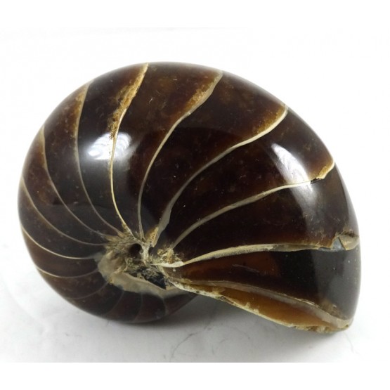 Nautilus all Polished Surface