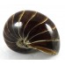 Nautilus all Polished Surface