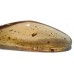 Polished Copal