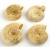 Natural - Rough Perisphinctes Ammonite x1 Natural - Rough Perisphinctes Ammonite x1