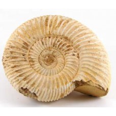 Natural - Rough Perisphinctes Ammonite x1