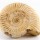 Natural - Rough Perisphinctes Ammonite x1