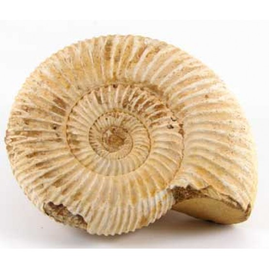 Natural - Rough Perisphinctes Ammonite x1 Natural - Rough Perisphinctes Ammonite x1