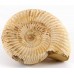 Natural - Rough Perisphinctes Ammonite x1 Natural - Rough Perisphinctes Ammonite x1