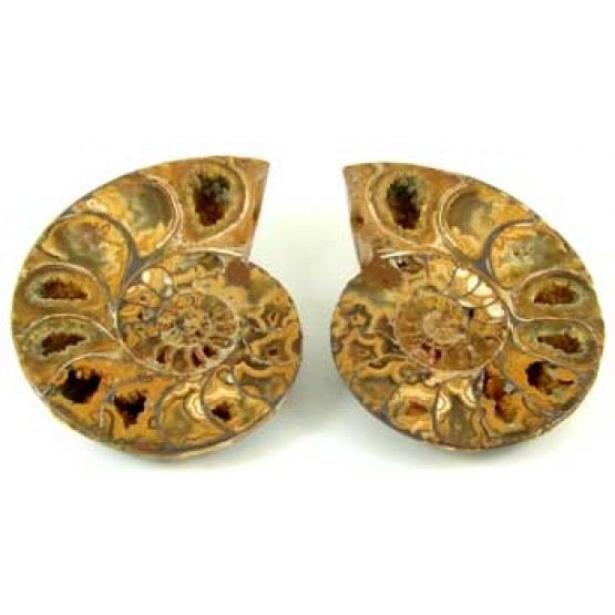 Ammonites cut and polished Pair.