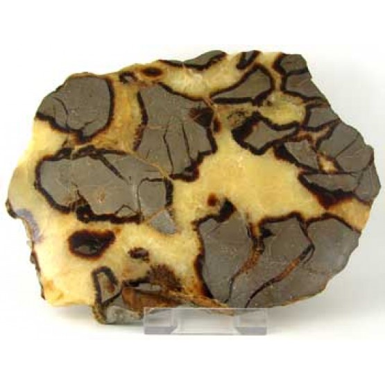 Septaria polished Plaque