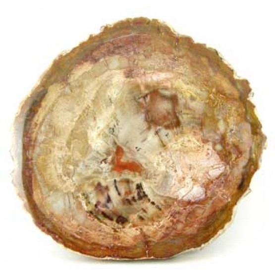 Petrified Wood 2 faces polished Slice