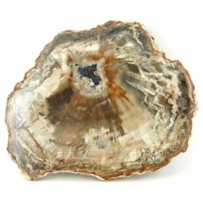 Petrified Wood 2 faces polished Slice