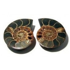 Ammonites cut Pair.
