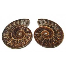 Ammonites cut Pair.