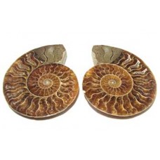 Ammonites cut Pair.