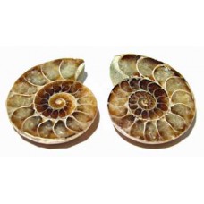 Ammonites cut Pair.