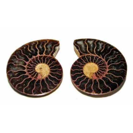Ammonites cut Pair.