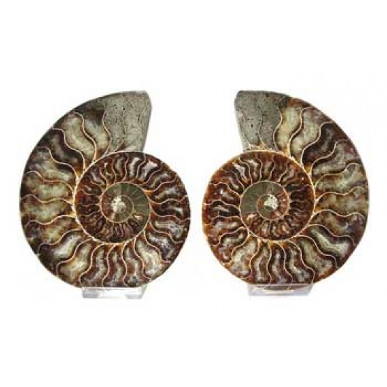 Ammonites cut Pair.