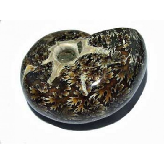 Ammonite (Phylloceras) all polished