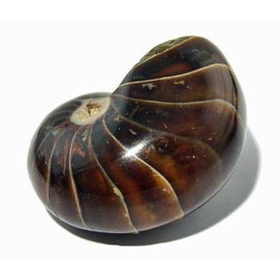 Nautilus all polished