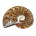 Ammonite (Cleoniceras) all polished
