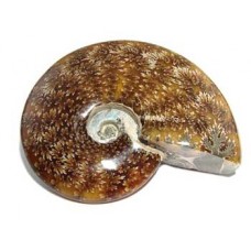 Ammonite (Cleoniceras) all polished