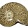 Ammonite (Cleoniceras) all polished