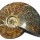Ammonite (Cleoniceras) all polished