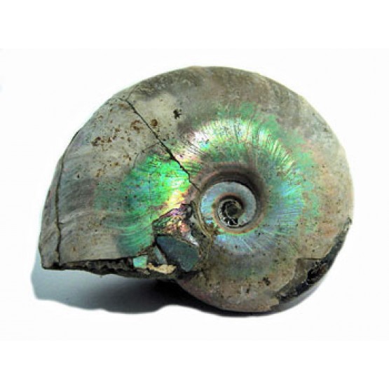 Ammonite (Cleoniceras)