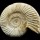 Natural - Rough Perisphinctes Ammonite