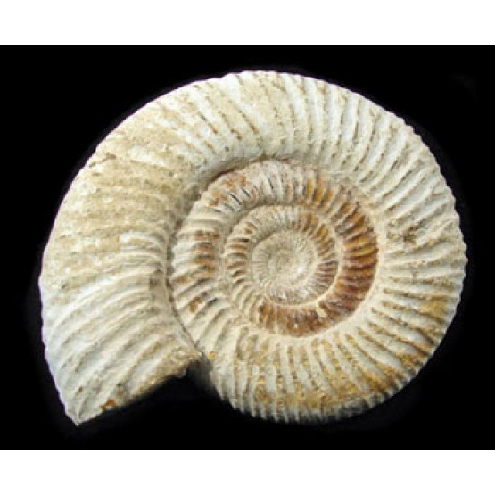 Natural - Rough Perisphinctes Ammonite