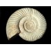 Natural - Rough Perisphinctes Ammonite