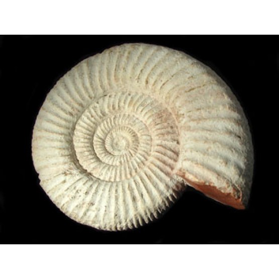 Natural - Rough Perisphinctes Ammonite