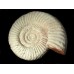 Natural - Rough Perisphinctes Ammonite