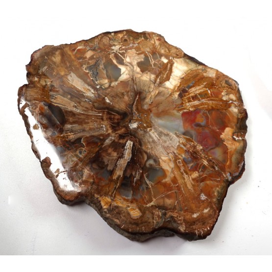 Petrified Wood 2 faces polished Slice