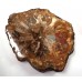 Petrified Wood 2 faces polished Slice