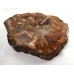 Petrified Wood 2 faces polished Slice